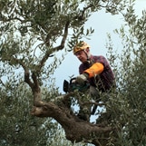 Tree Service